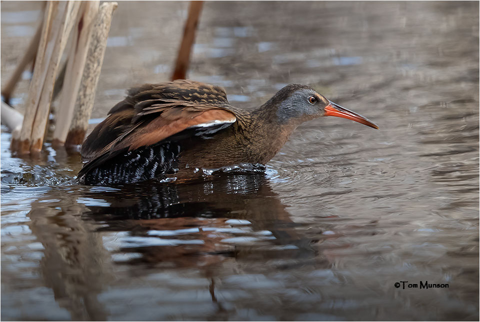  Virginia Rail 