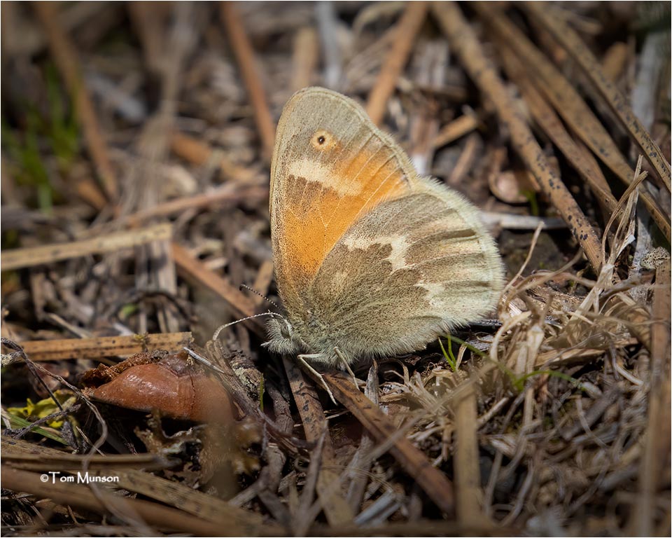  Ochre Ringlet 