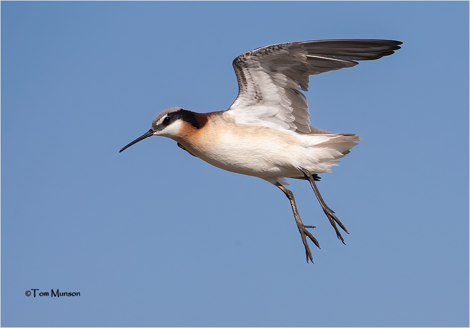  Wilsons Phalarope 