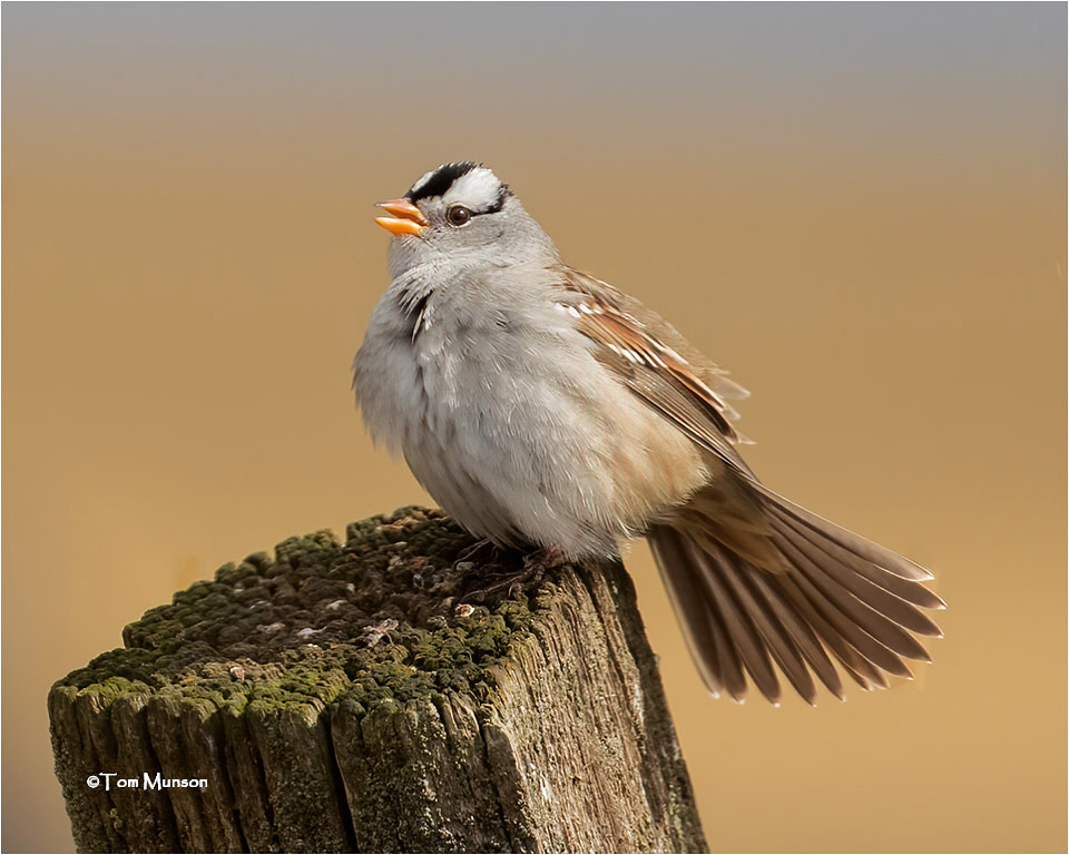  White-crowned Sparrow 