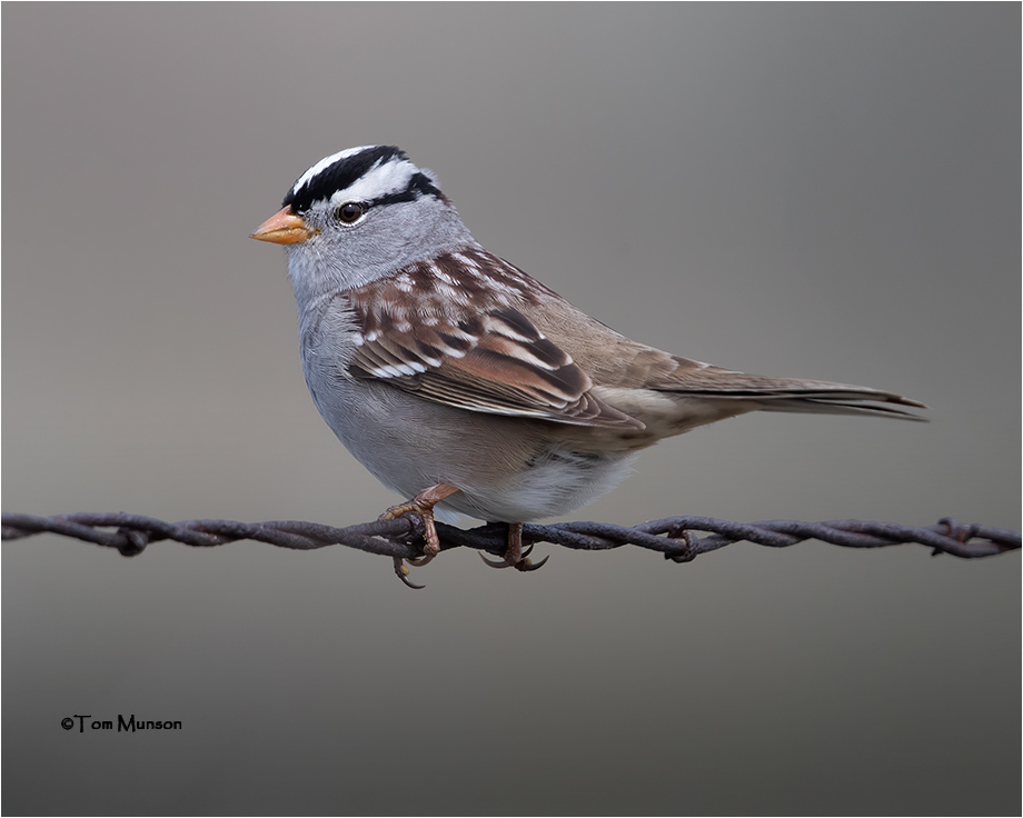  White-crowned Sparrow 