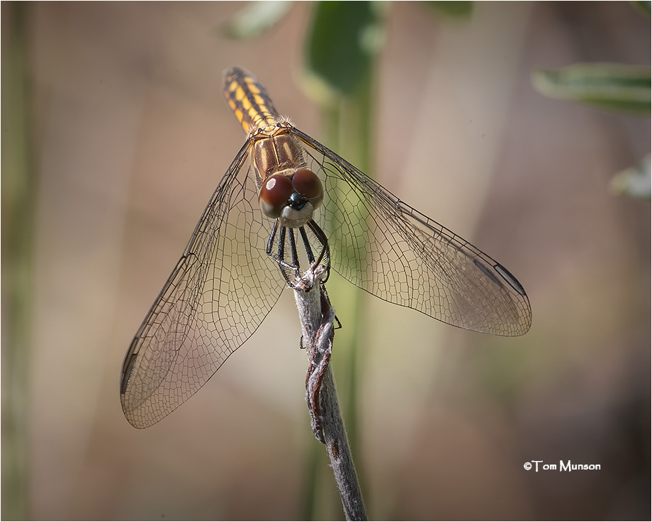  Blue Dasher 