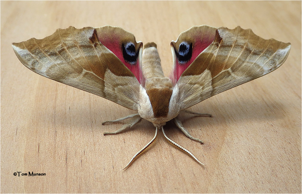  Smerinthus ophthalmica-One-eyed Sphinx Moth 