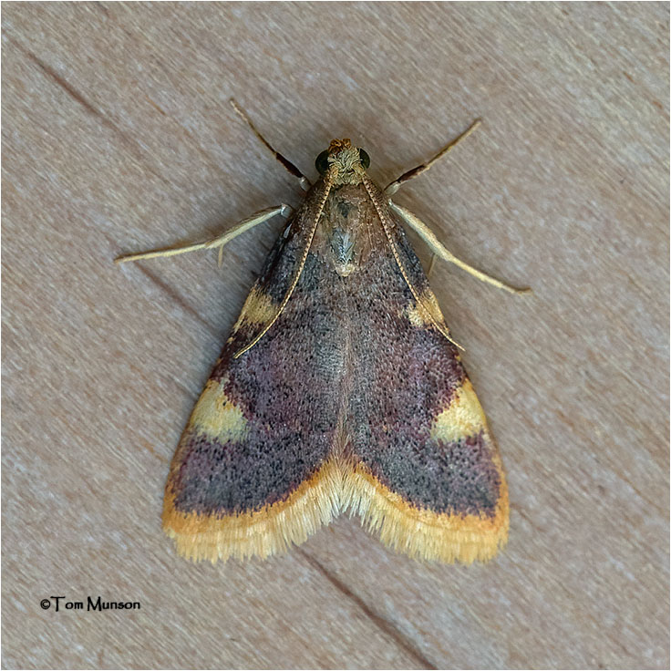  Hypsopygia costalis Moth