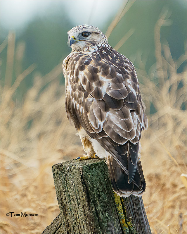  Rough-legged Hawk 