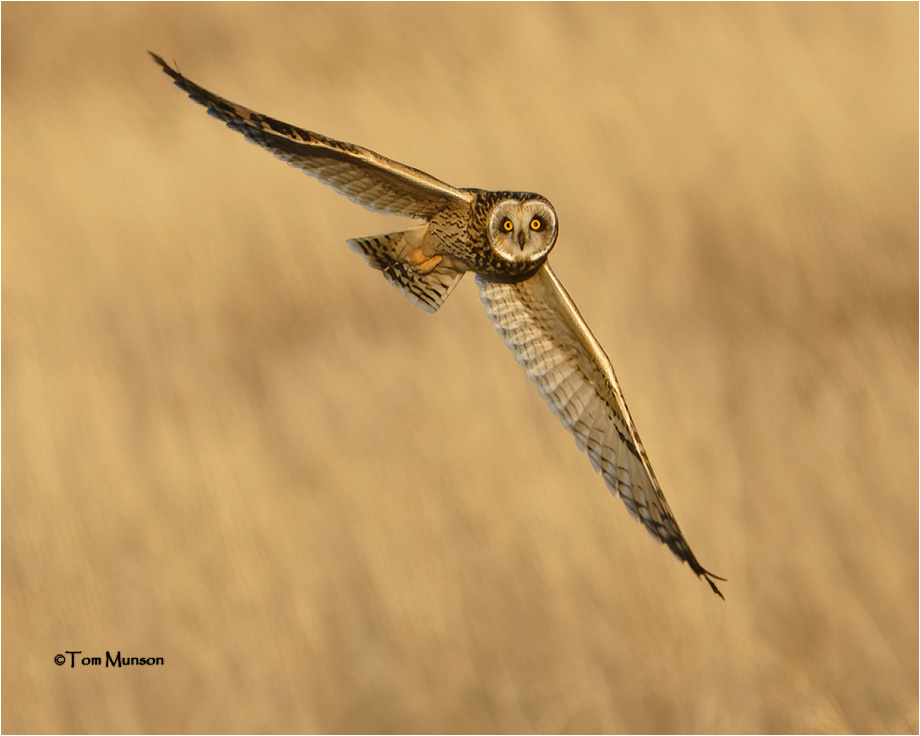  Short-eared Owl 