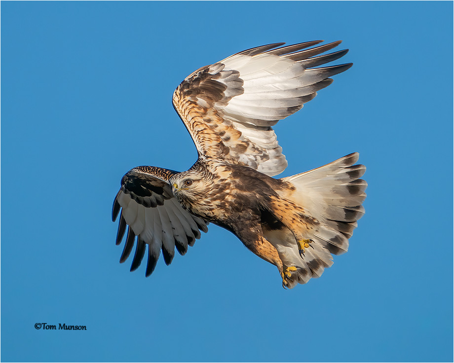  Rough-legged Hawk 