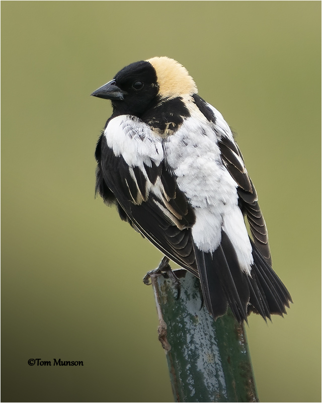 Bobolink (male)