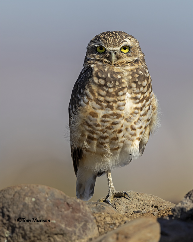  Burrowing Owl 