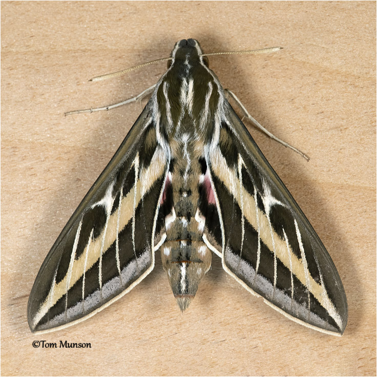  Hyles-lineata--White-lined Sphinx 