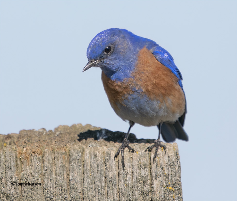  Western Bluebird 