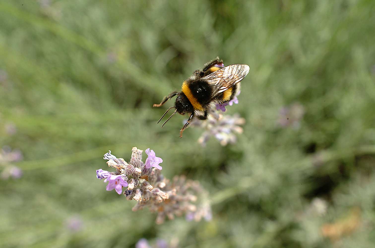 Hommel-bloem.jpg