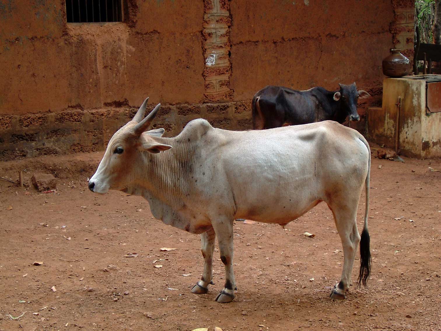 india-6727.jpg