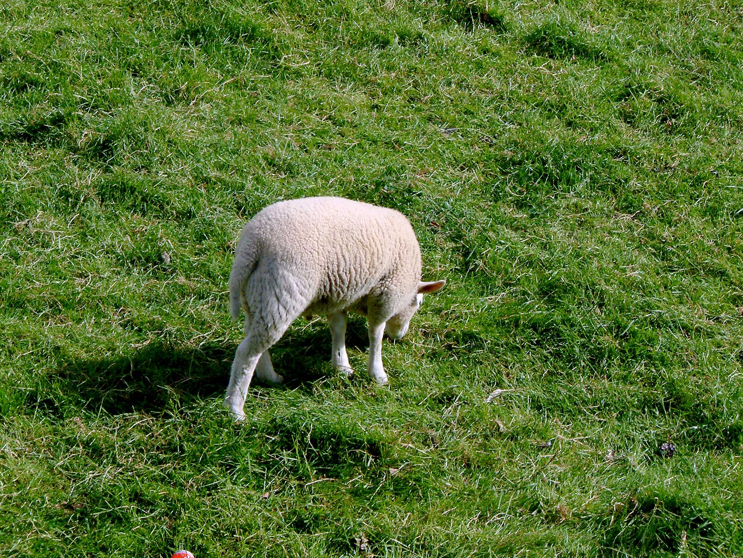 Schaap23.jpg