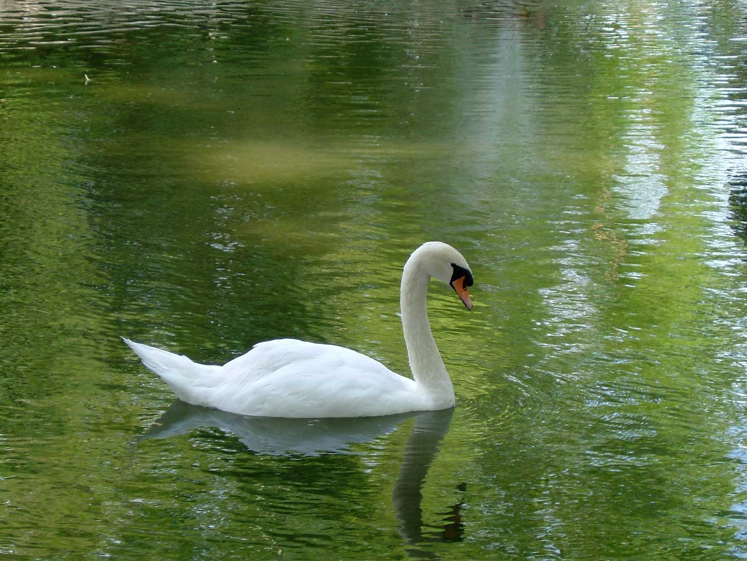 Zwaan-fr.jpg