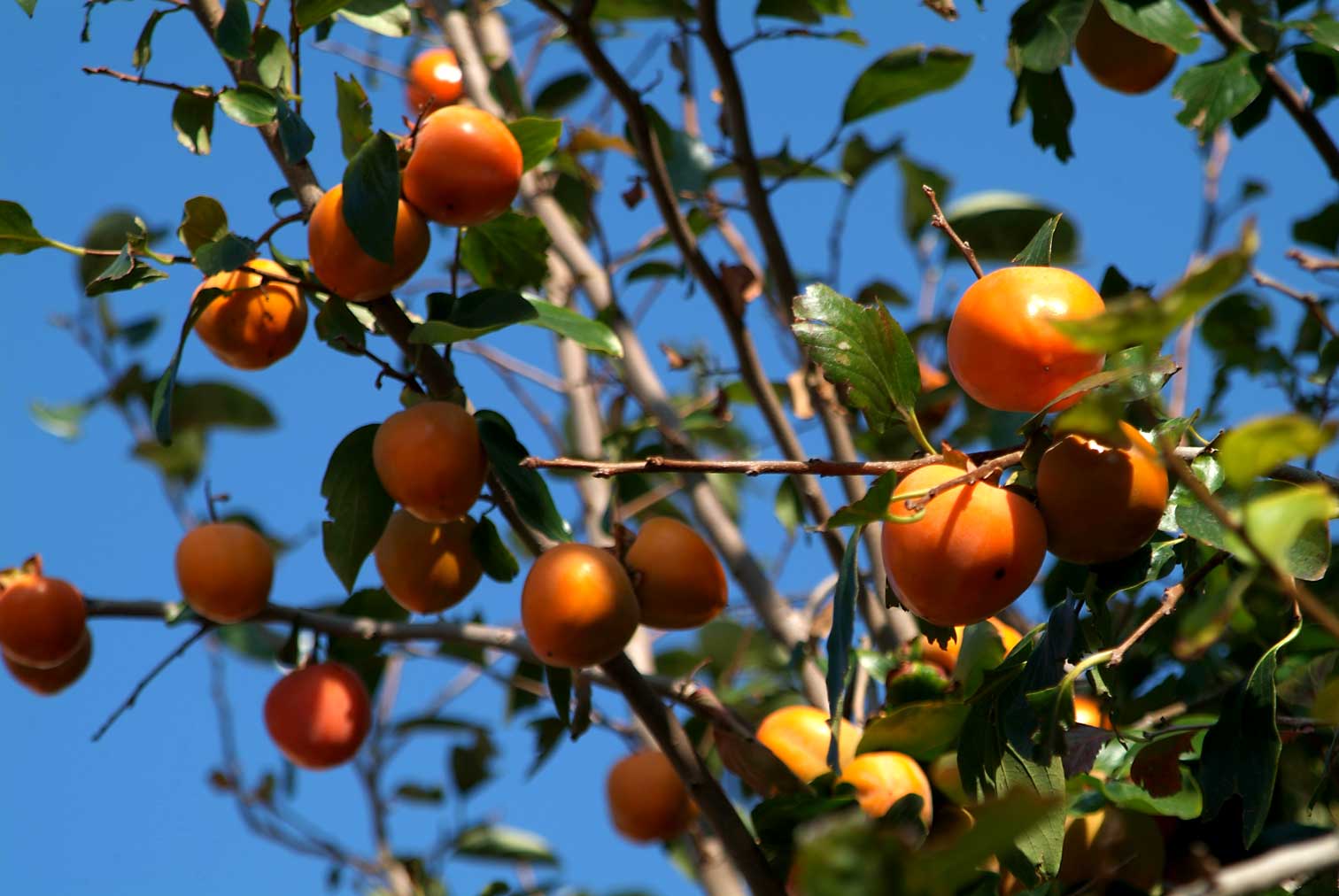 Fruit7942.jpg