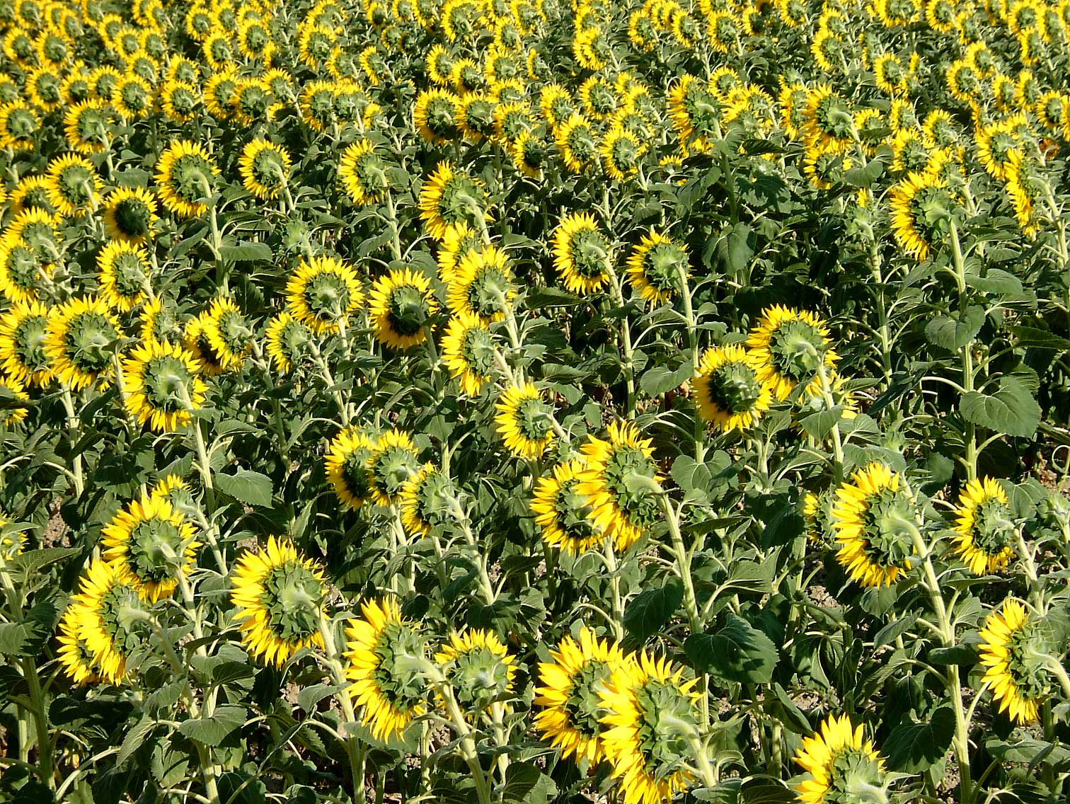 Zonnebloemen11.jpg