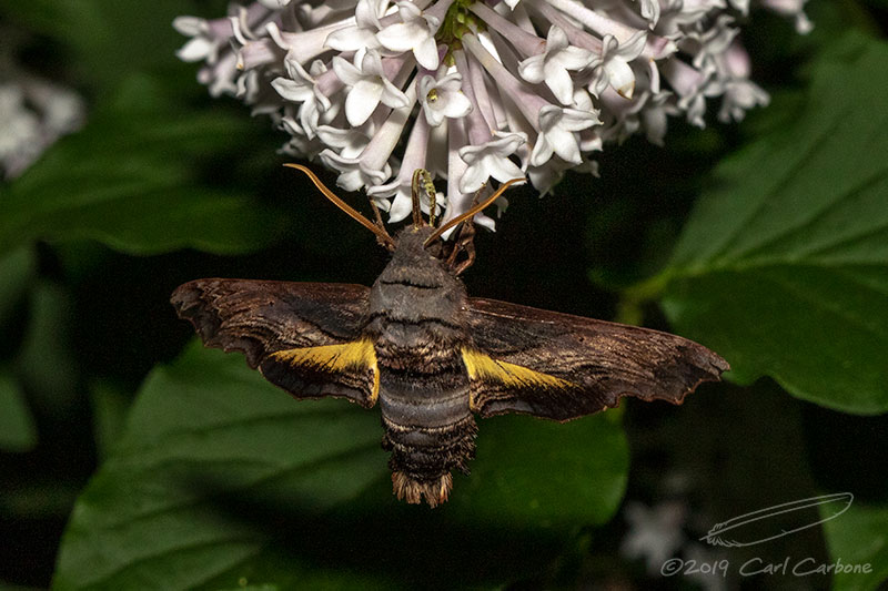 Abbotts Sphinx - 06/08/2019 - _N9A8449.jpg