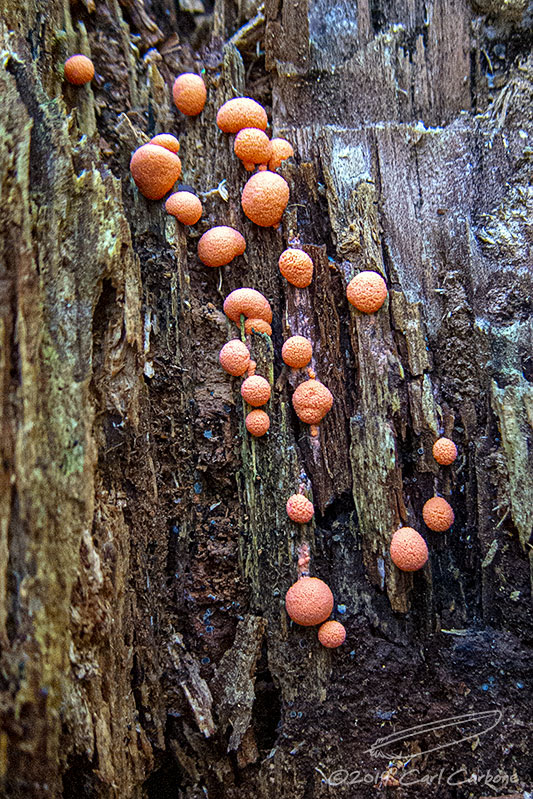 Mushrooms and Fungi