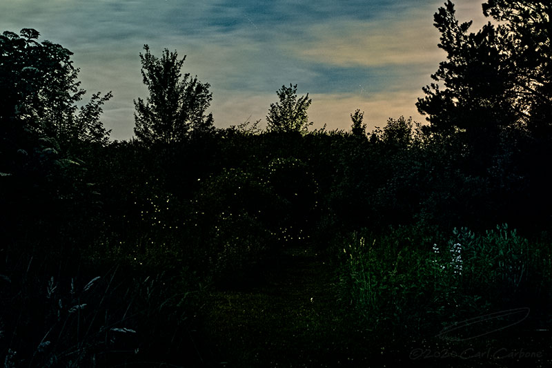 06/29/2020 - _N9A3597.jpg