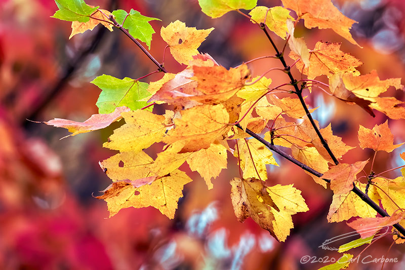 09/30/2020 - _N9A7131.jpg