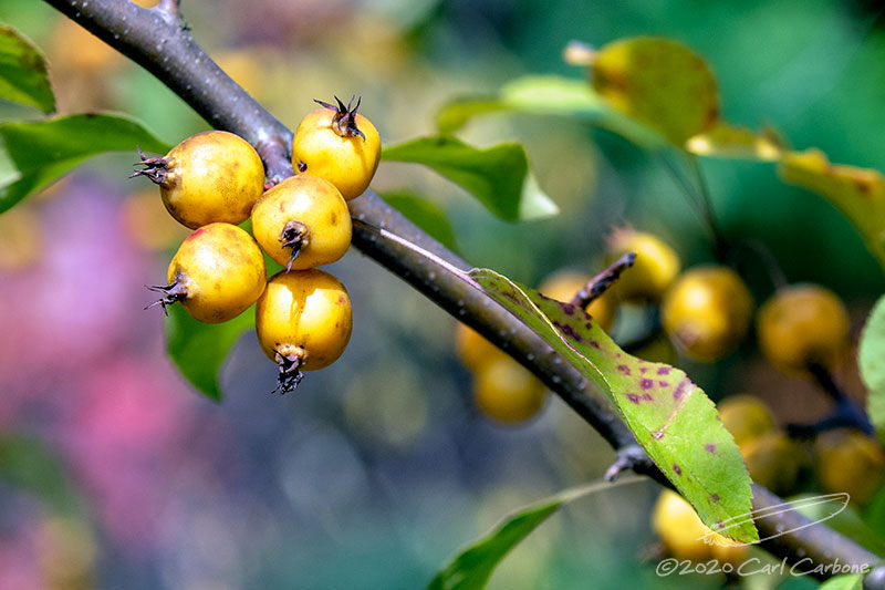10/10/2020 - _N9A7440.jpg