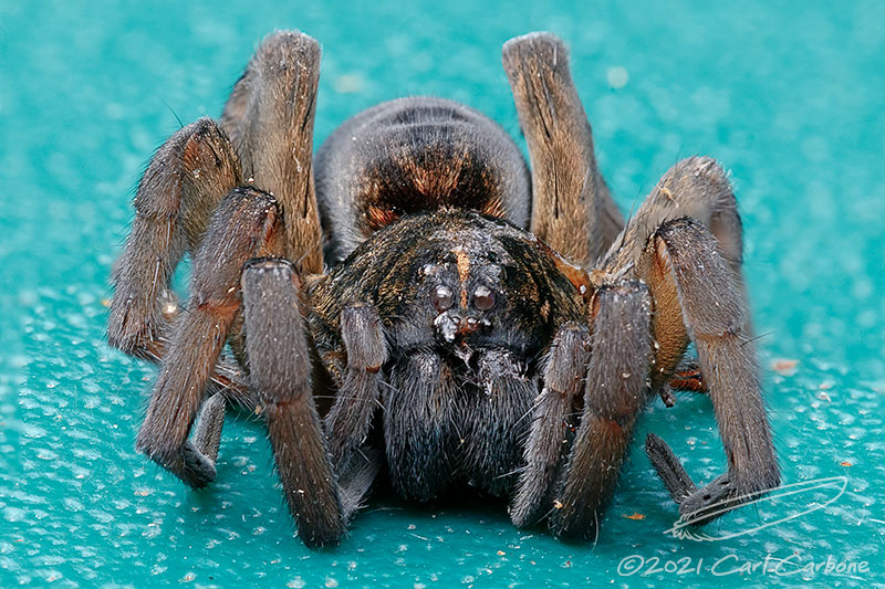 08/10/2021 - _42A9633-Edit.jpg