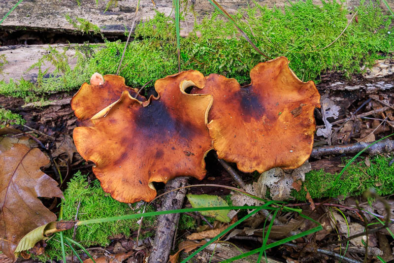 fall_finds_at_allegany-7328.jpg