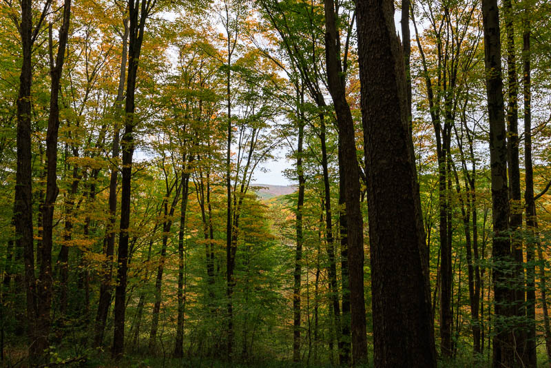 fall_finds_at_allegany-7338.jpg