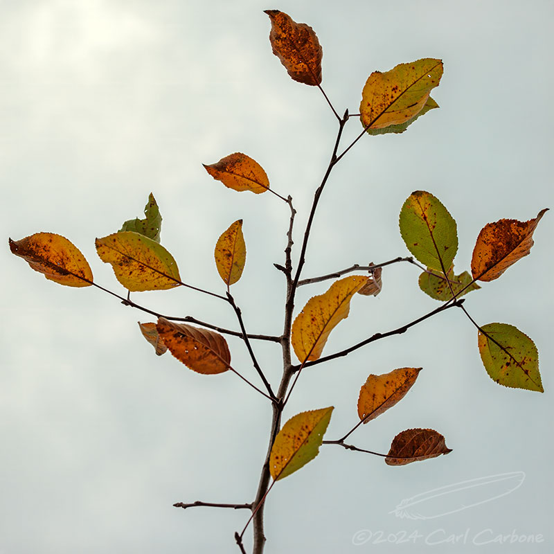 10/31/2024 - _42A0014.jpg
