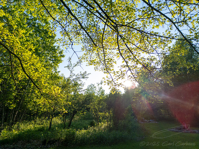 Photo-A-Day 2025