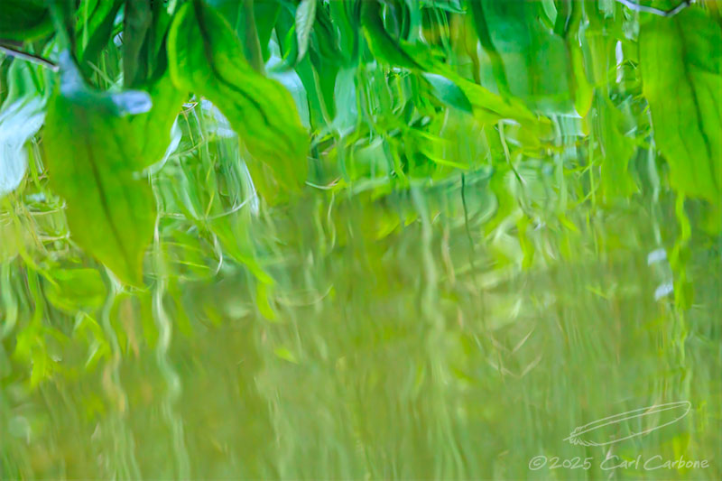 Photo-A-Day 2025