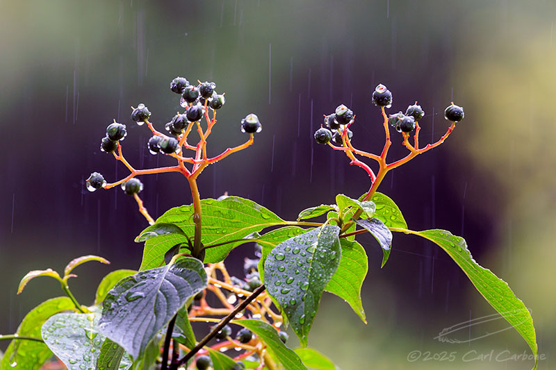 Photo-A-Day Galleries