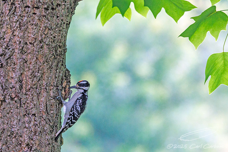 Photo-A-Day 2025