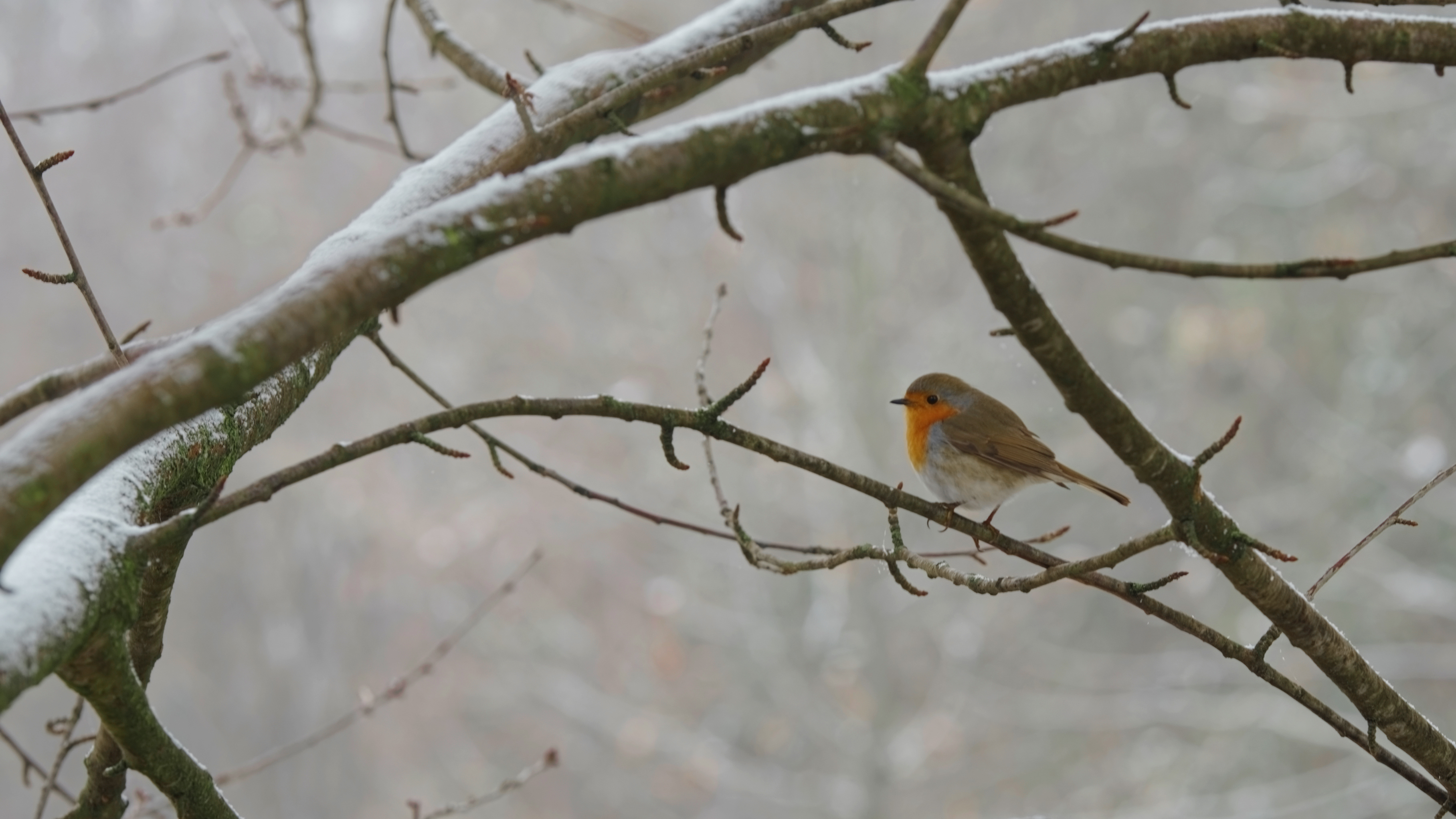 Robin in the cold