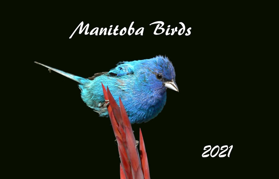 mb. birds001.jpg