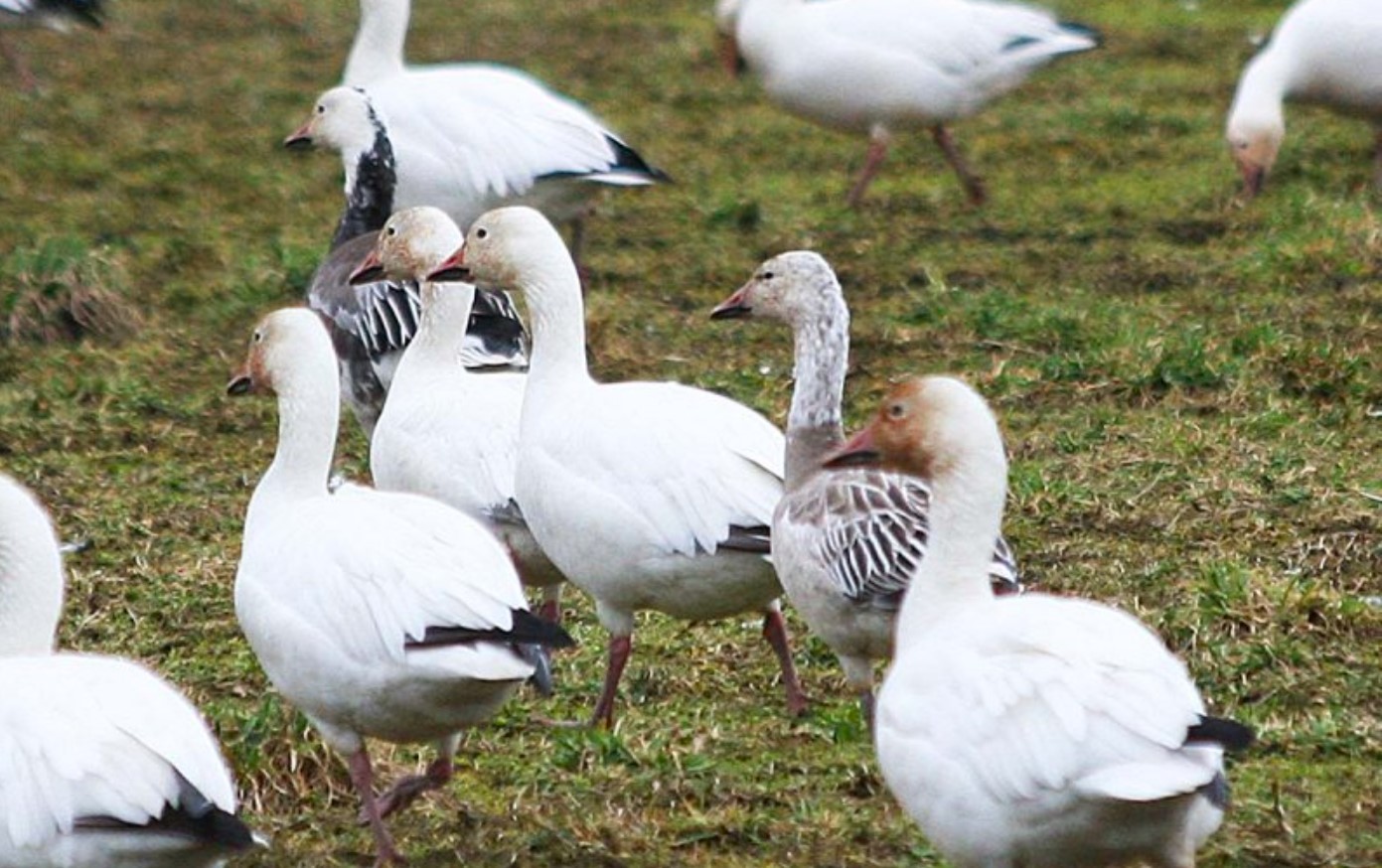 Blue Snow Goose   