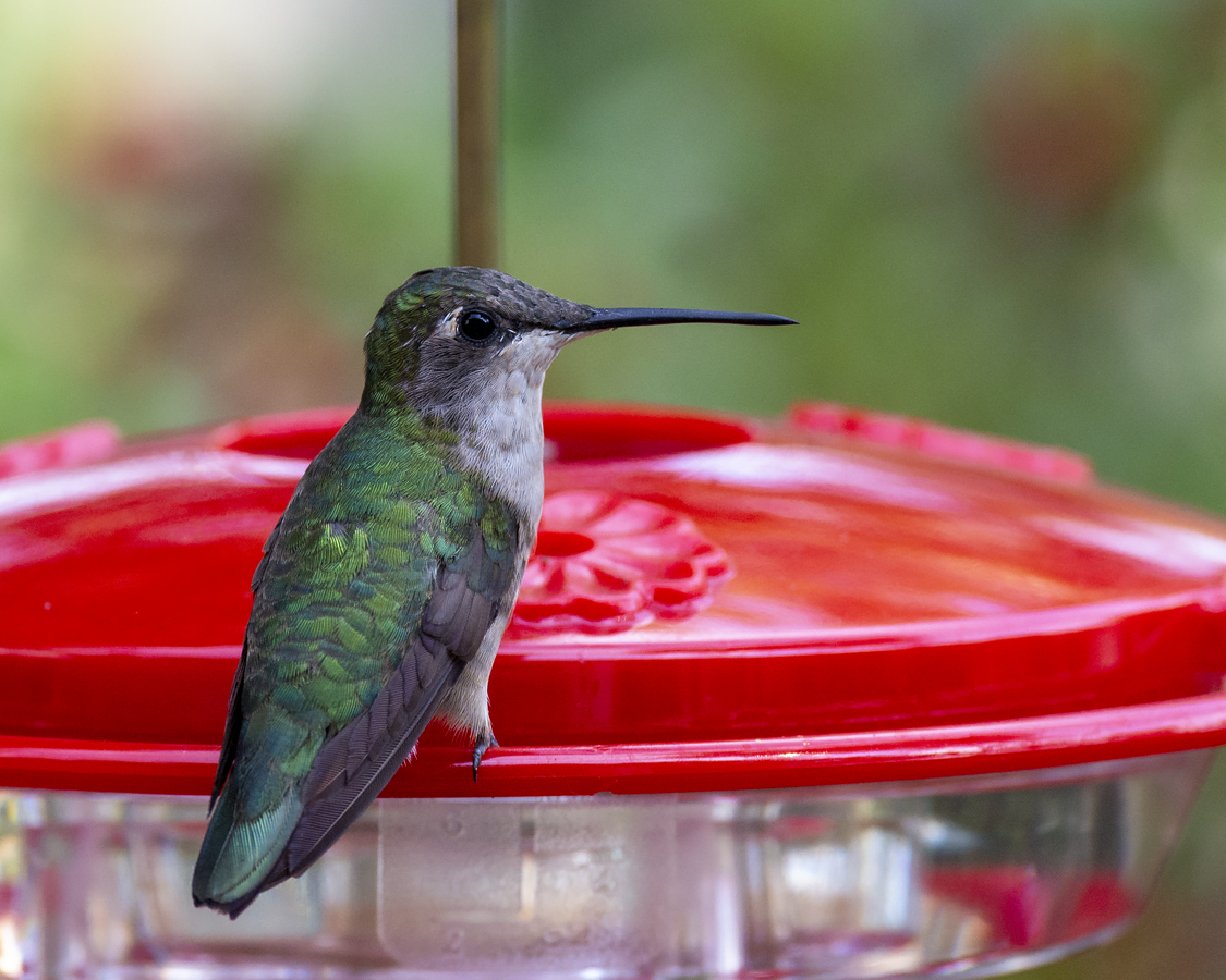 Adult_female_IMGP5262a.jpg