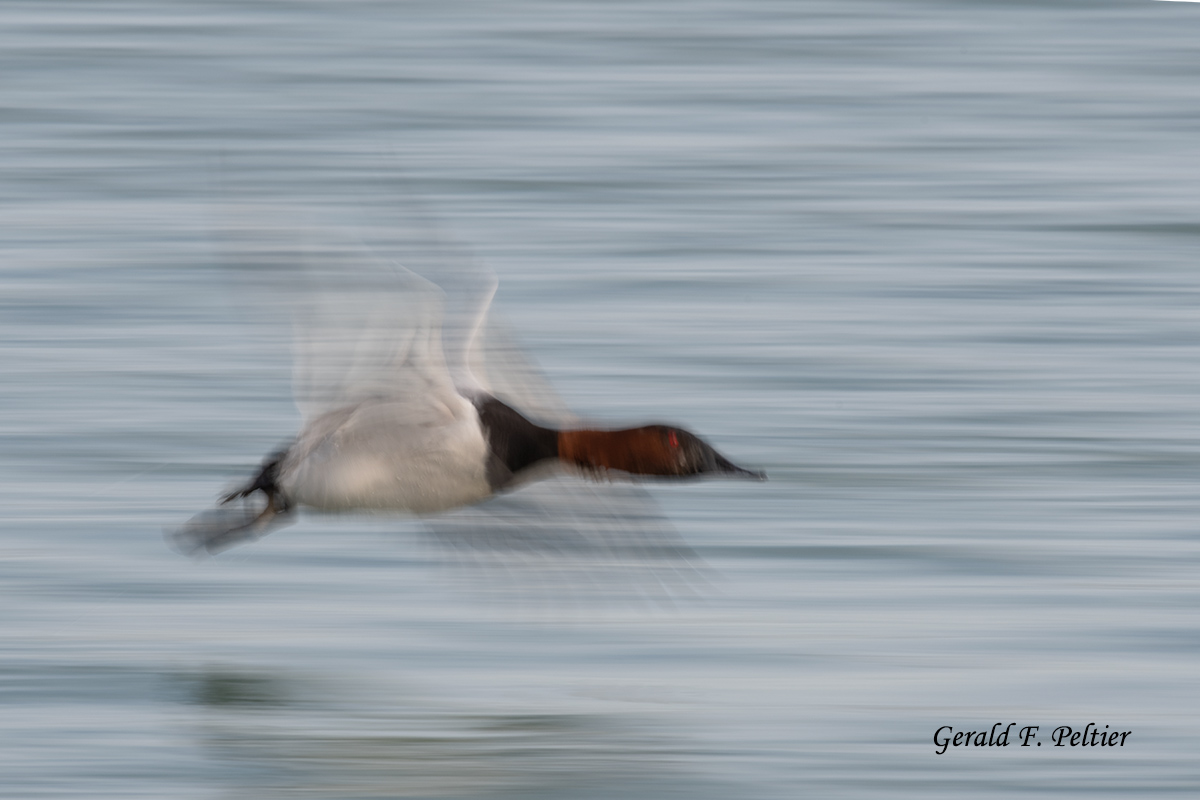 Canvasback