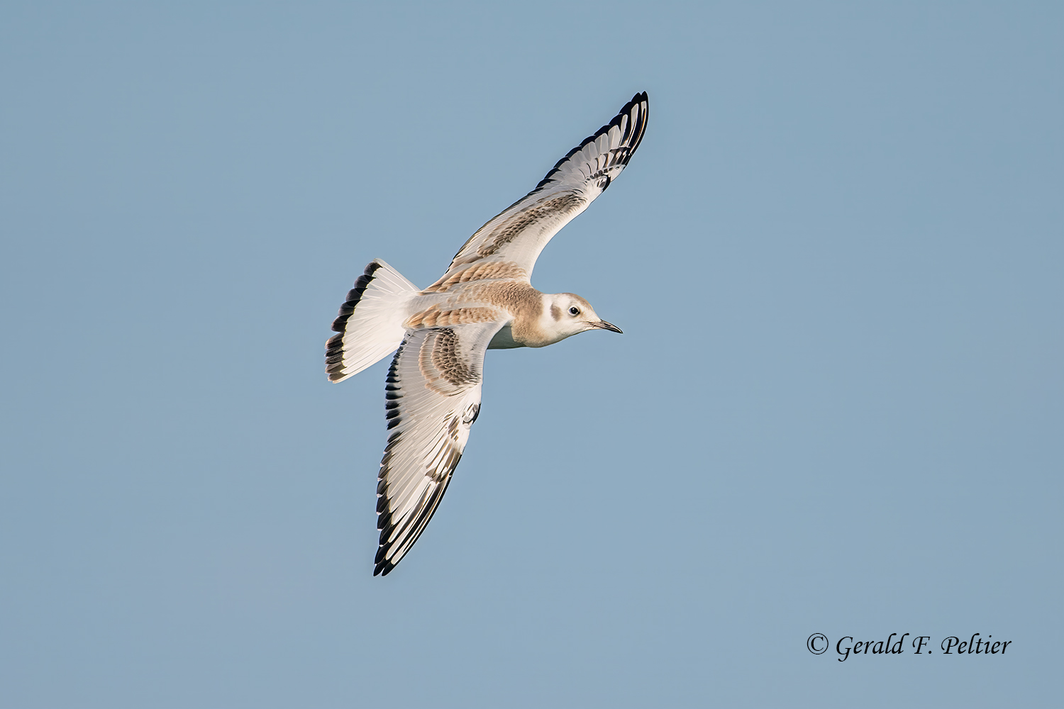 Bonapartes Gull (juvenile)