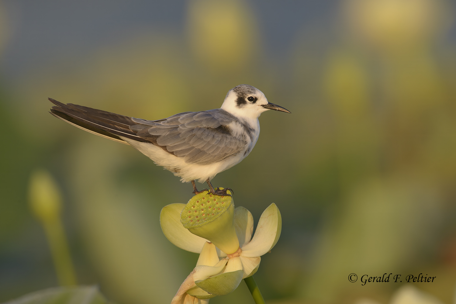 Black Tern (juvenile)