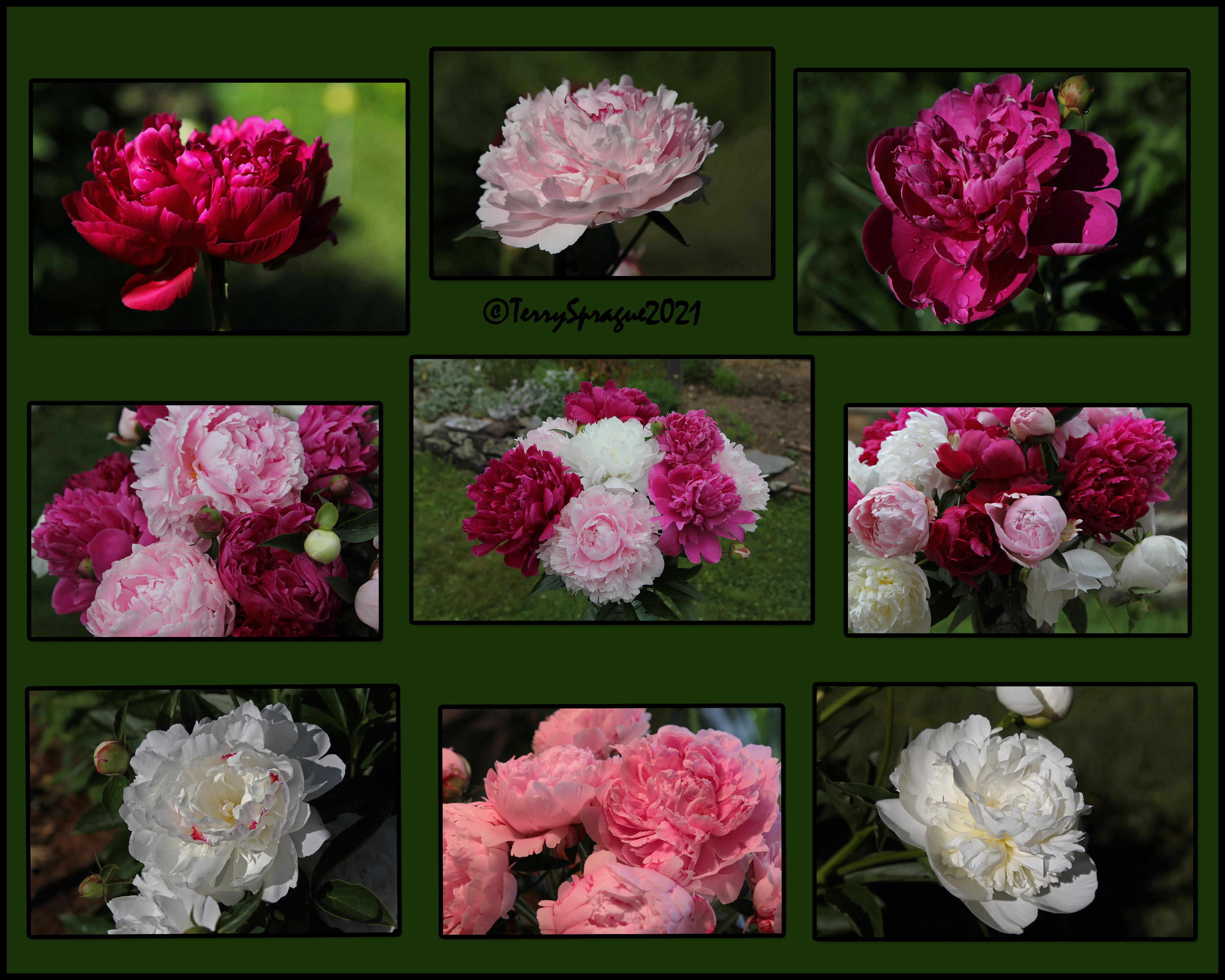 Peony collage