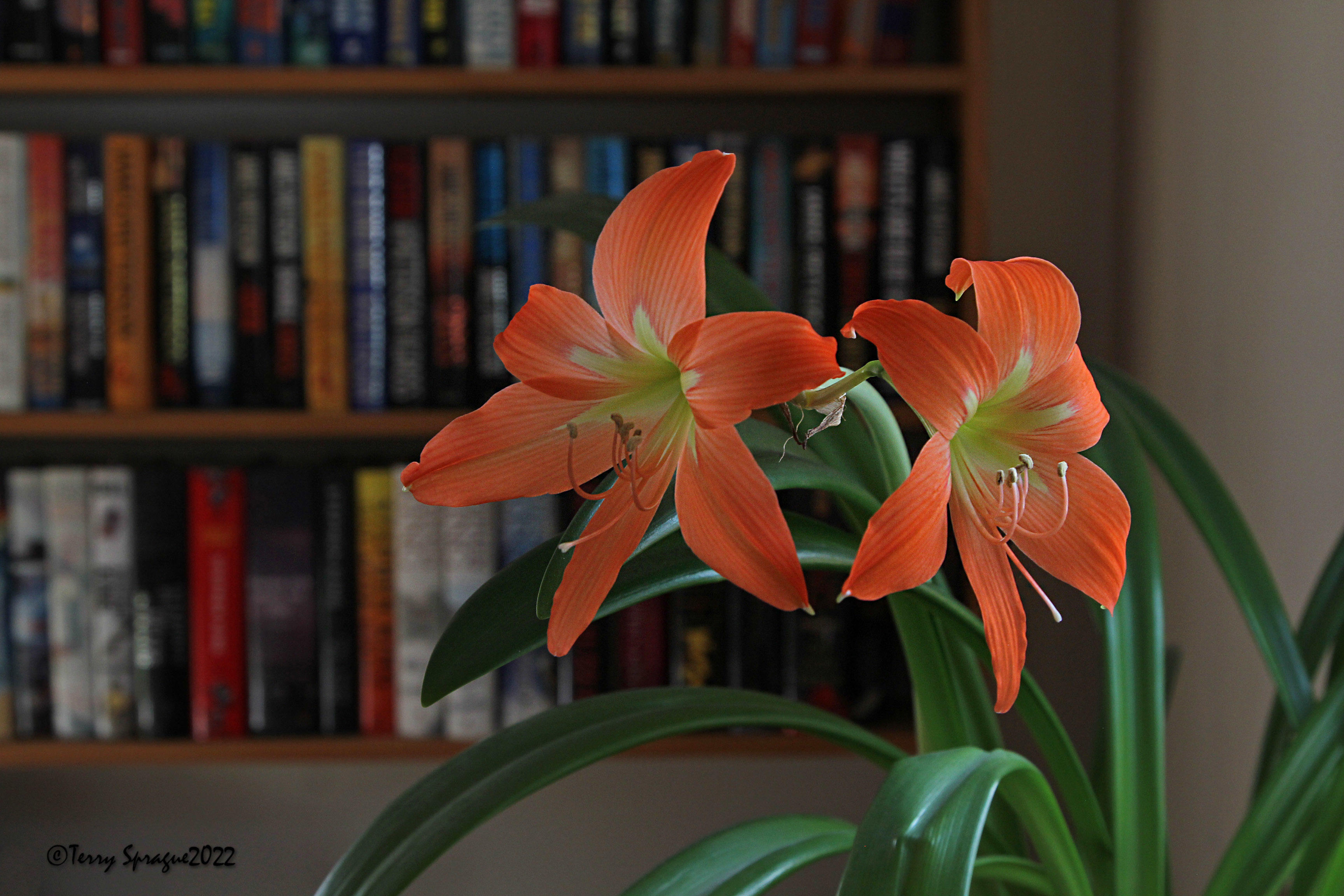 hippeastrum striatum