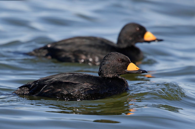 Black Scoter