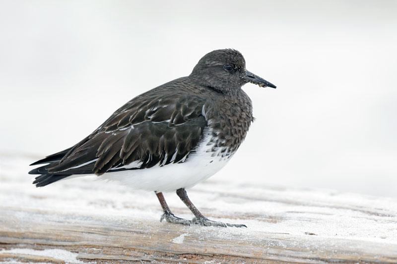 Black Turnstone