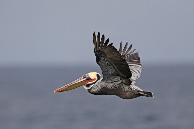 Brown Pelican