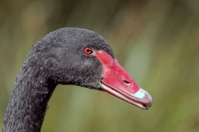 Black Swan