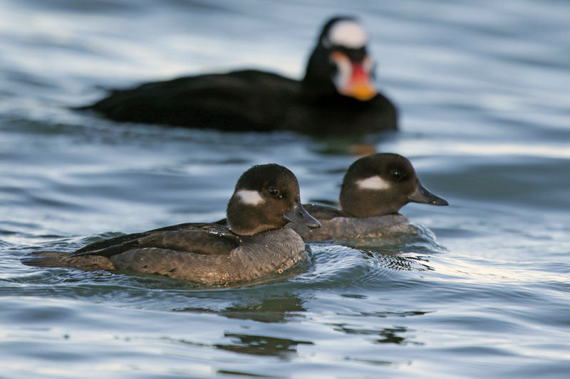 Bufflehead