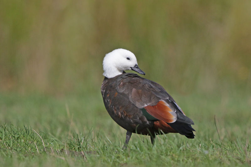 Paradise Shelduck