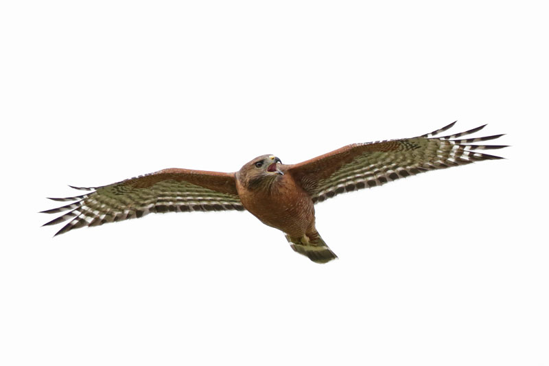 Red-shouldered Hawk